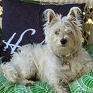 Pearl is registered to the contest to win money with this photo: dog, white_dog, fluffy, pet, blanket, green, leaf_pattern, pillow, outdoor, relaxing, furniture, collar, cute, animal, canine, resting, cozy, home, soft, fur
