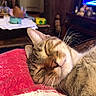 cat, tabby, sleeping, relaxed, pet, animal, whiskers, fur, close_up, portrait, indoors, living_room, blanket, red_blanket, cozy, resting, closed_eyes, ears, television, home