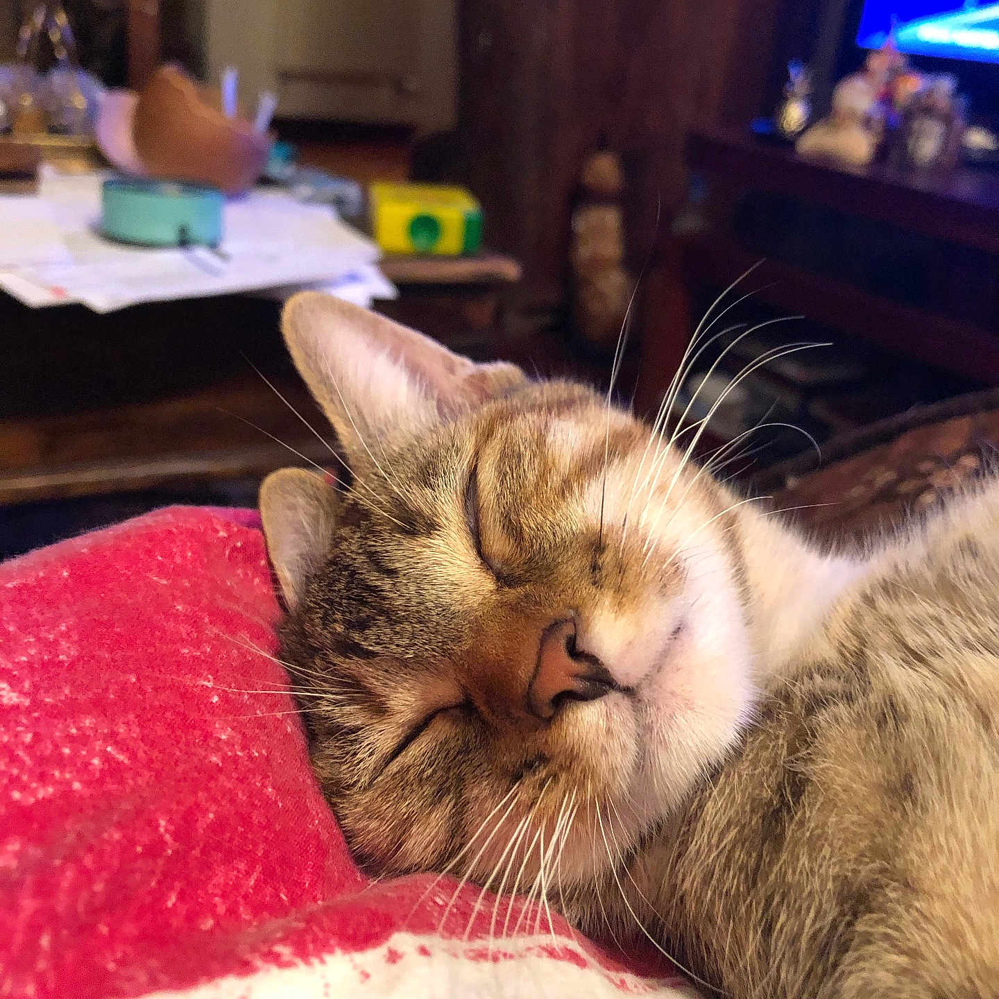 Canelle a rejoint le concours — aidez-le/la à gagner de superbes lots ! cat, tabby, sleeping, relaxed, pet, animal, whiskers, fur, close_up, portrait, indoors, living_room, blanket, red_blanket, cozy, resting, closed_eyes, ears, television, home