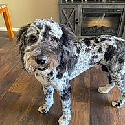 Zues is registered to the contest to win money with this photo: animal, black_and_white, cabinet, canine, companion, curious, cute, decor, dog, domestic, elephant_figurines, fireplace, fur, furniture, indoor, living_room, pet, speckled, standing, wooden_floor
