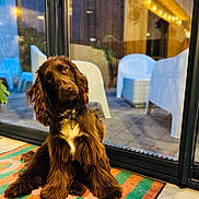 Albert a rejoint le concours — aidez-le/la à gagner de superbes lots ! dog, brown_dog, pet, indoor, plastic_chair, mat, striped_mat, head_tilt, fur, collar, window, glass_door, string_lights, patio, floor, reflection, night, cozy, domestic_animal, cute