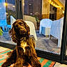 dog, brown_dog, pet, indoor, plastic_chair, mat, striped_mat, head_tilt, fur, collar, window, glass_door, string_lights, patio, floor, reflection, night, cozy, domestic_animal, cute