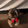 dog, bow_tie, pet, carpet, bed, blanket, fur, cute, indoor, looking_up, small_dog, adorable, animal, companion, portrait, fluffy, brown, black, face, ears