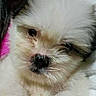 Chloie is registered to the contest to win money with this photo: dog, close_up, fluffy, white_fur, black_nose, pet, animal, cute, sleepy, cozy, fur, face, whiskers, eyes, muzzle, indoors, portrait, companion, friendly, adorable