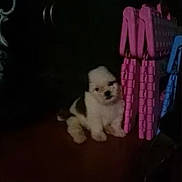 Chloie joined the competition — help win amazing prizes! puppy, dog, small, fluffy, indoor, plastic, pink, blue, floor, animal, cute, pet, dark, shadow, young, sitting, quiet, toy, curious, home