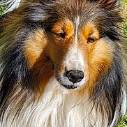 Meadow joined the competition — help win amazing prizes! animal, black, brown, canine, closeup, dog, ears, face, fluffy, fur, grass, long_hair, muzzle, nature, outdoor, pet, portrait, shetland_sheepdog, sunlight, white