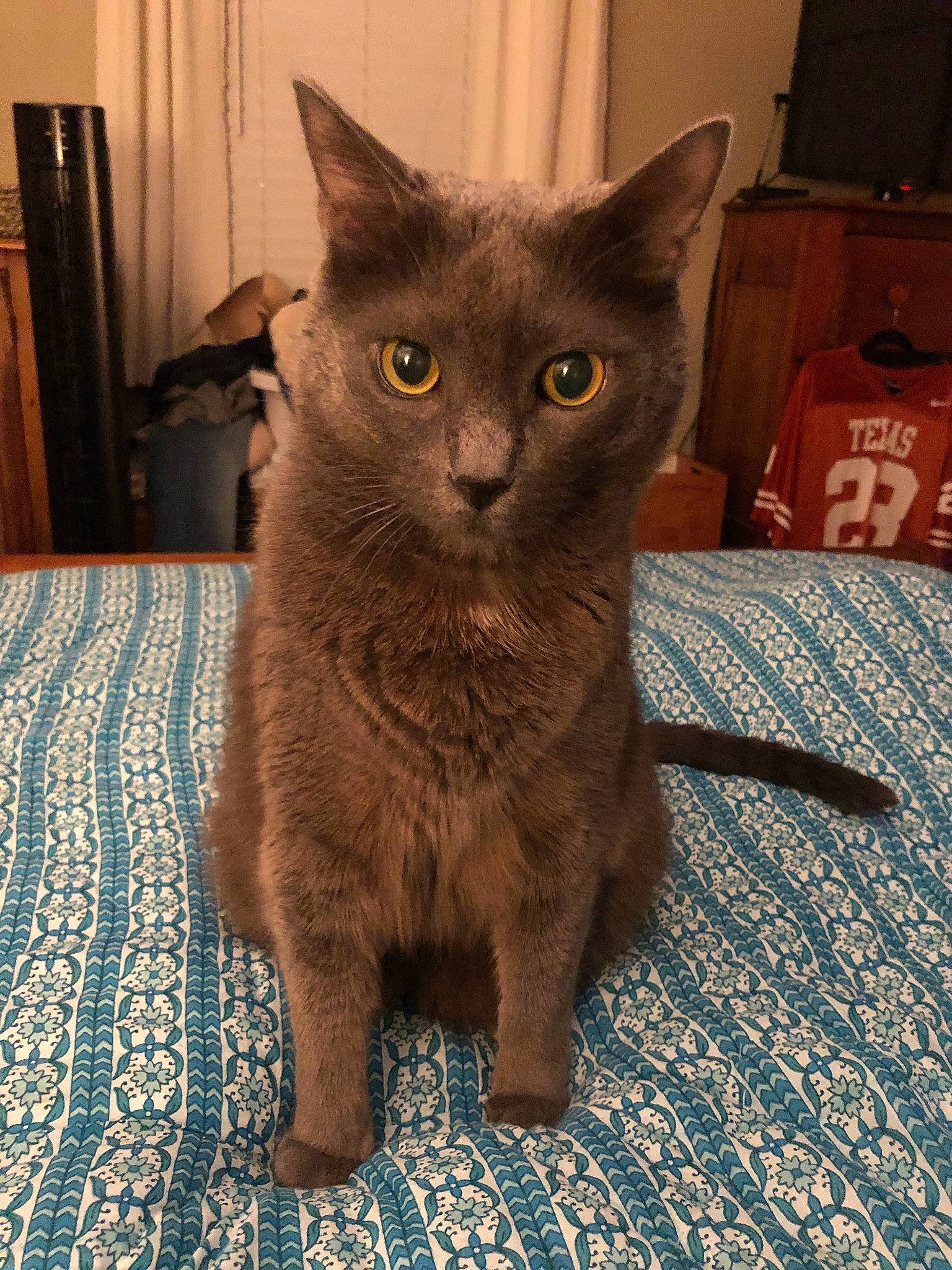 Oliver Grey is registered to the contest to win money with this photo: asian, burmese, carnivore, cat, chartreux, domestic_short_haired_cat, fawn, felidae, german_rex, kitten, korat, mammal, nebelung, russian_blue, small_to_medium_sized_cats, vertebrate, whiskers