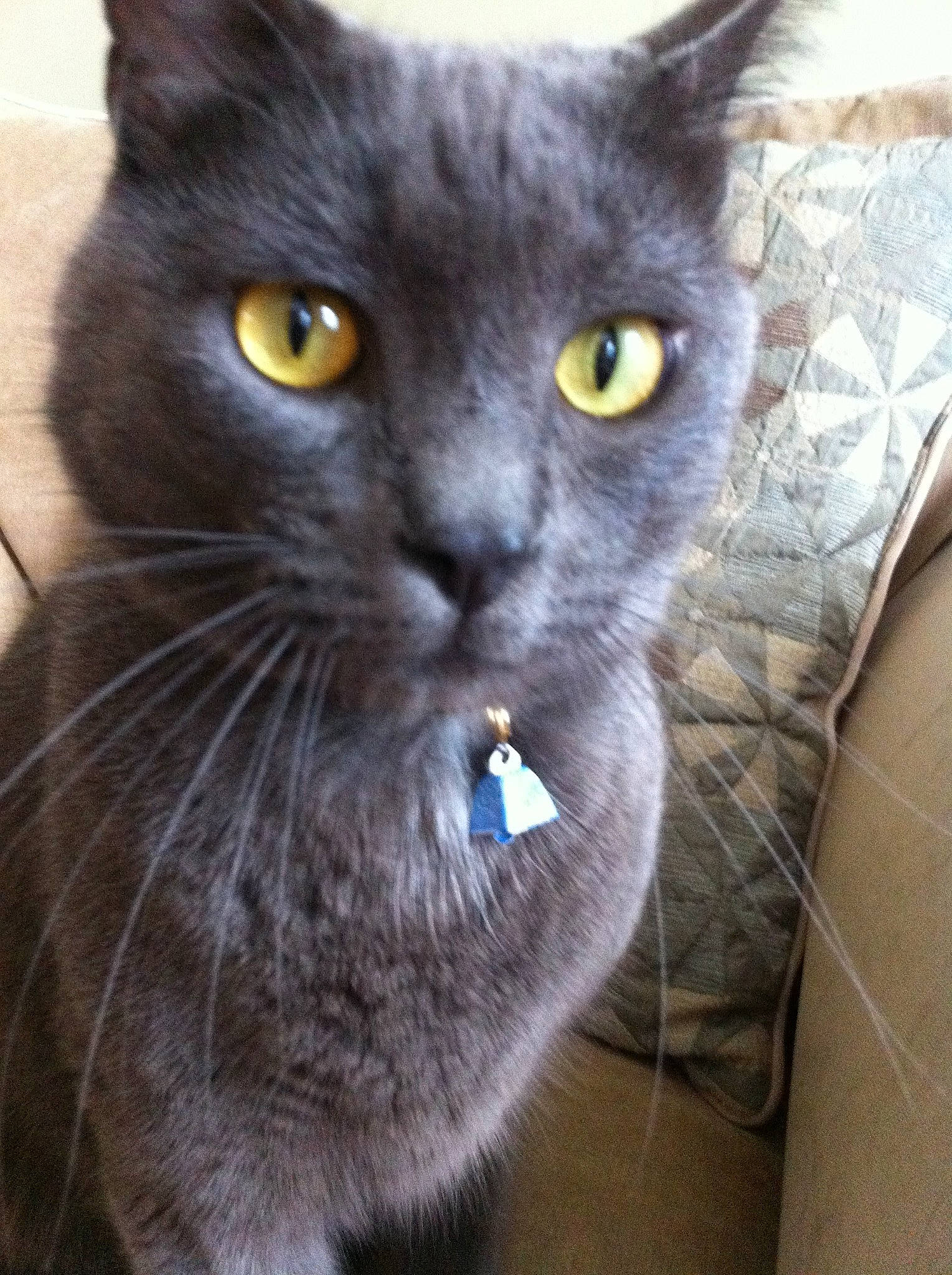 Oliver Grey joined the competition — help win amazing prizes! black_cat, british_shorthair, burmese, carnivore, cat, chartreux, domestic_short_haired_cat, european_shorthair, felidae, korat, mammal, nebelung, russian_blue, small_to_medium_sized_cats, snout, vertebrate, whiskers