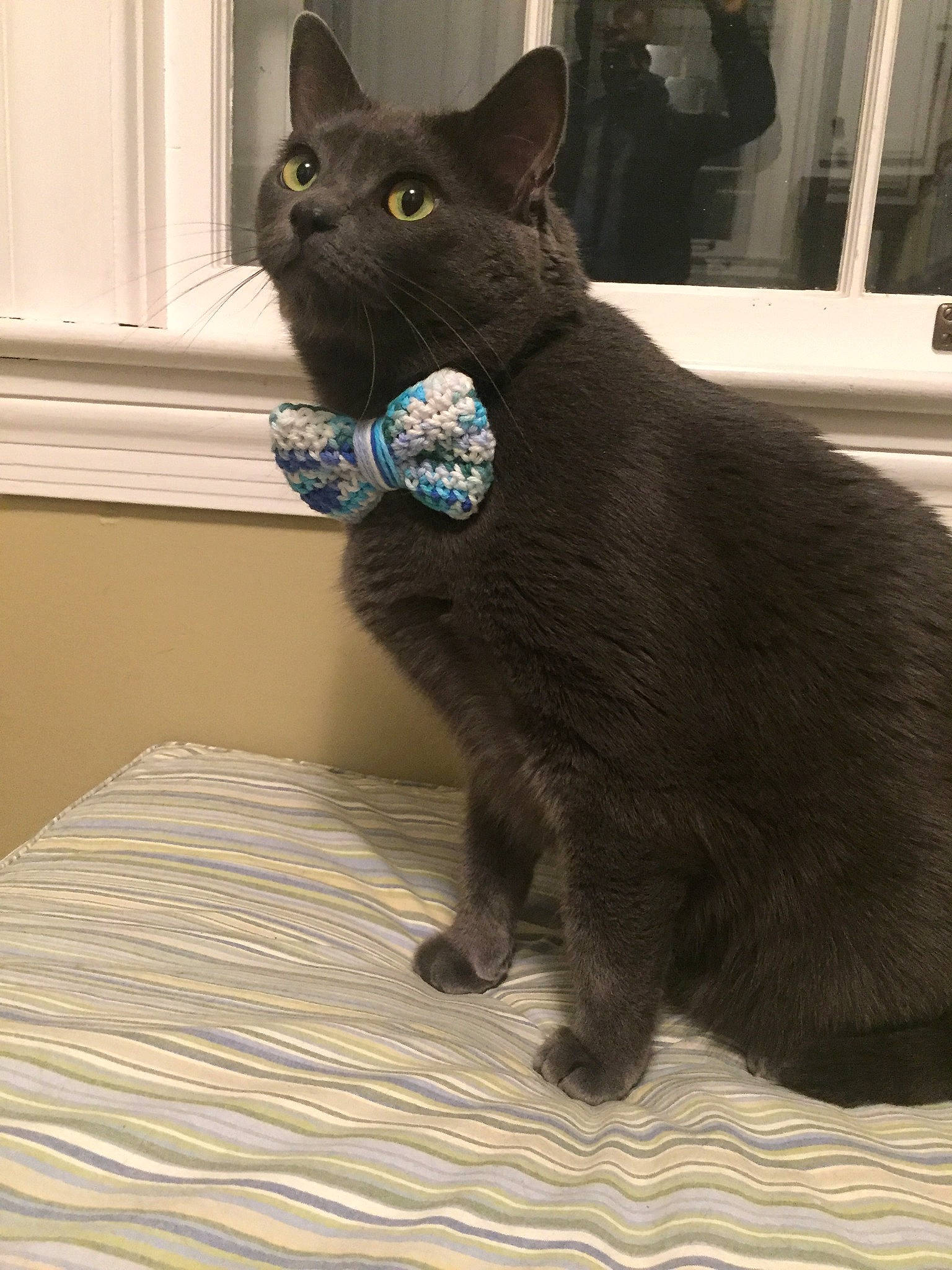 Oliver Grey joined the competition — help win amazing prizes! asian, black_cat, bombay, burmese, carnivore, cat, chartreux, domestic_short_haired_cat, felidae, german_rex, havana_brown, javanese, korat, mammal, nebelung, russian_blue, small_to_medium_sized_cats, snout, vertebrate, whiskers