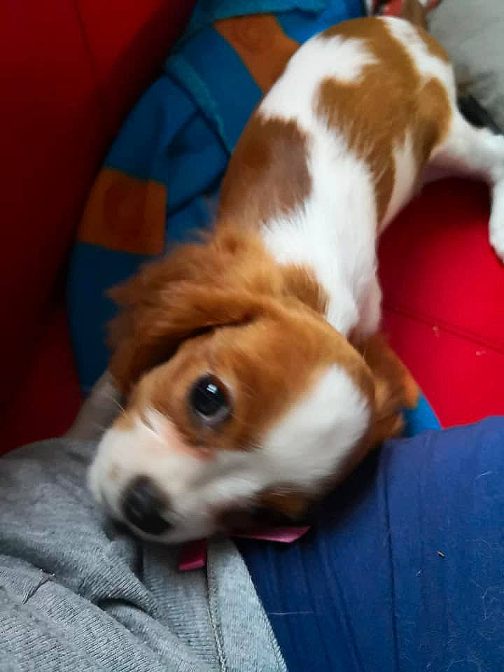 Trésor participe au concours pour gagner de l'argent avec cette photo : beagle, beaglier, brittany, canidae, carnivore, cavalier_king_charles_spaniel, companion_dog, dog, dog_breed, fawn, harrier, irishjacks, mammal, pocket_beagle, puppy, puppy_love, snout, sporting_group, vertebrate