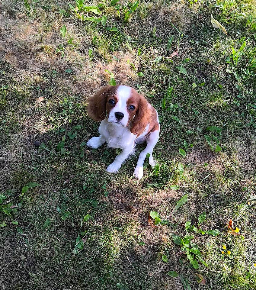 Trésor participe au concours pour gagner de l'argent avec cette photo : brittany, canidae, carnivore, cavalier_king_charles_spaniel, companion_dog, dog, dog_breed, grass, hunting_dog, king_charles_spaniel, kooikerhondje, mammal, rare_breed_dog, spaniel, sporting_group, vertebrate, welsh_springer_spaniel