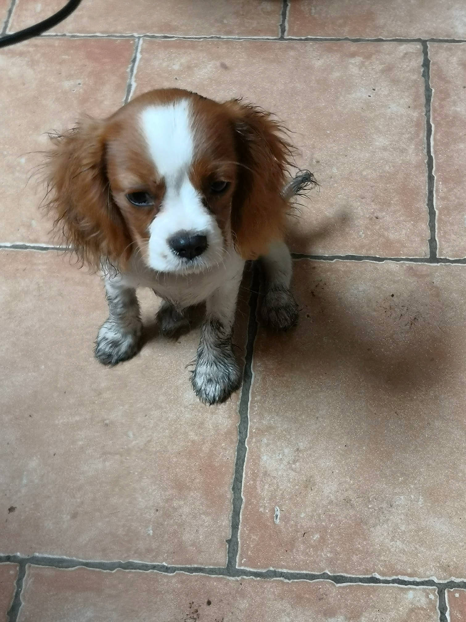 Trésor participe au concours pour gagner de l'argent avec cette photo : brittany, canidae, carnivore, cocker_spaniel, companion_dog, dog, dog_breed, french_spaniel, irish_red_and_white_setter, kooikerhondje, liver, mammal, puppy, rare_breed_dog, russian_spaniel, setter, spaniel, sporting_group, vertebrate, welsh_springer_spaniel