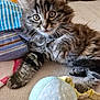 Kiara participe au concours pour gagner de l'argent avec cette photo : kitten, tabby, cat, pet, furry, cute, indoor, bed, pillow, toy, curious, playful, animal, whiskers, paw, resting, soft, striped, young, feline