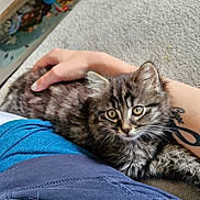 Kiara a rejoint le concours — aidez-le/la à gagner de superbes lots ! kitten, cat, tabby, pet, animal, fur, indoor, carpet, person, hand, lap, resting, cute, young, curious, feline, home, cozy, comfort, toy
