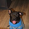 dog, black_dog, sweater, blue_sweater, happy, smiling, indoor, wooden_floor, pet, canine, ears_up, looking_up, cozy, warm_clothing, domestic, animal, friendly, cute, companion, house