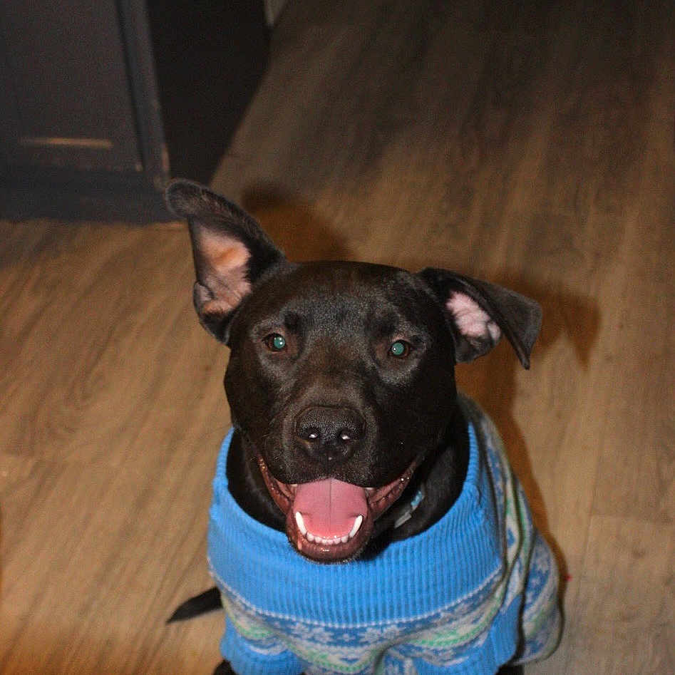 Lorenzo is registered to the contest to win money with this photo: dog, black_dog, sweater, blue_sweater, happy, smiling, indoor, wooden_floor, pet, canine, ears_up, looking_up, cozy, warm_clothing, domestic, animal, friendly, cute, companion, house