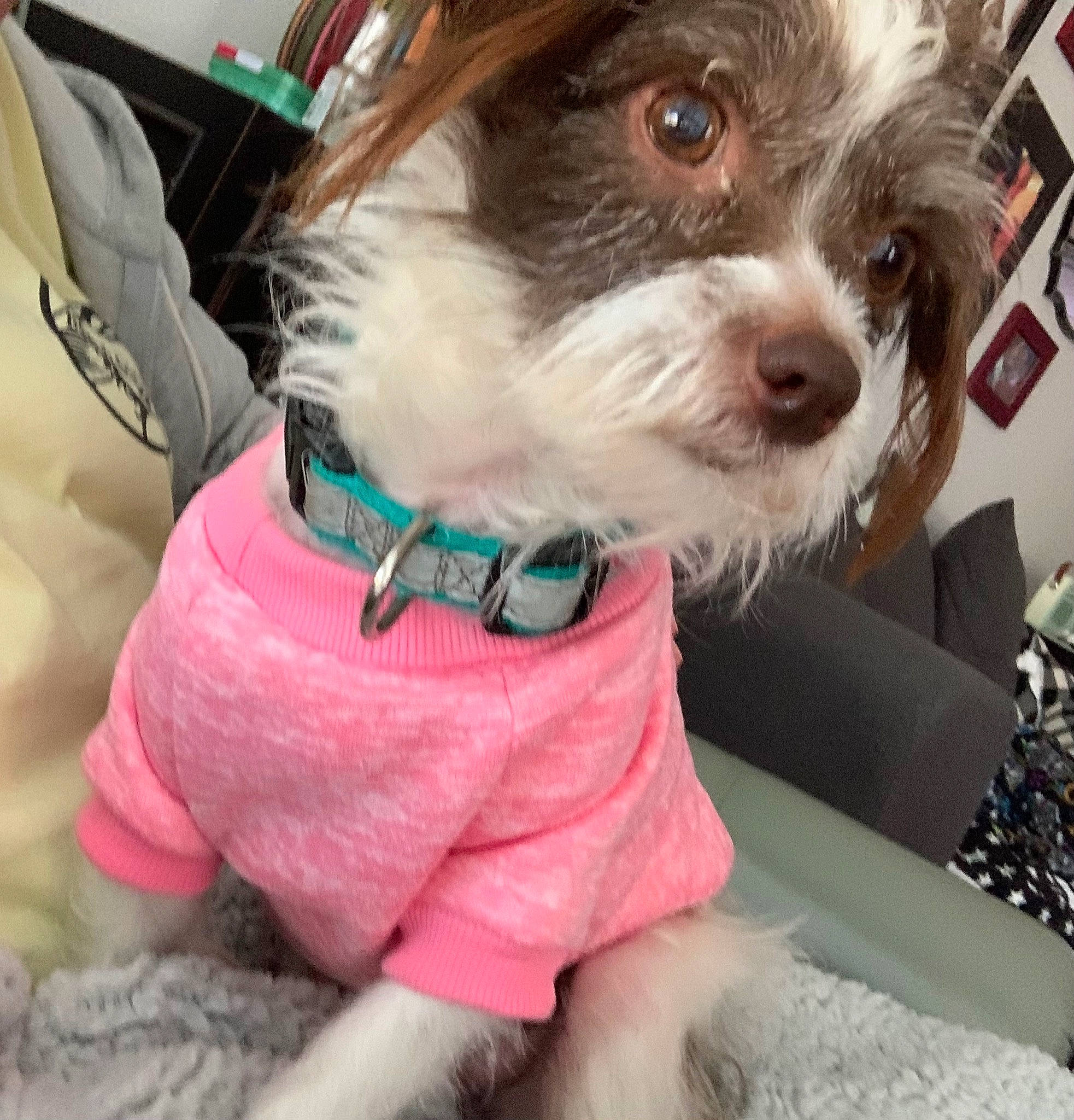 Arty joined the competition — help win amazing prizes! beard, carnivore, collar, companion_dog, dog, dog_breed, dog_clothes, dog_collar, dog_supply, eyewear, fashion_accessory, liver, pet_supply, small_terrier, snout, sunglasses, terrier, toy_dog, vision_care, working_animal