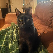 Pepper joined the competition — help win amazing prizes! cat, black_cat, pet, indoor, blanket, couch, furniture, home, cozy, animal, mammal, whiskers, ears, eyes, sitting, relaxing, domestic, portrait, warm_lighting, living_room