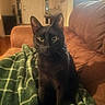 cat, black_cat, pet, indoor, blanket, couch, furniture, home, cozy, animal, mammal, whiskers, ears, eyes, sitting, relaxing, domestic, portrait, warm_lighting, living_room