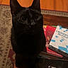 Pepper joined the competition — help win amazing prizes! black_cat, cat, pet, animal, wooden_table, books, crossword_puzzle, floor, rug, indoor, curious, looking_up, feline, whiskers, ears, eyes, shadow, home, cozy, domestic