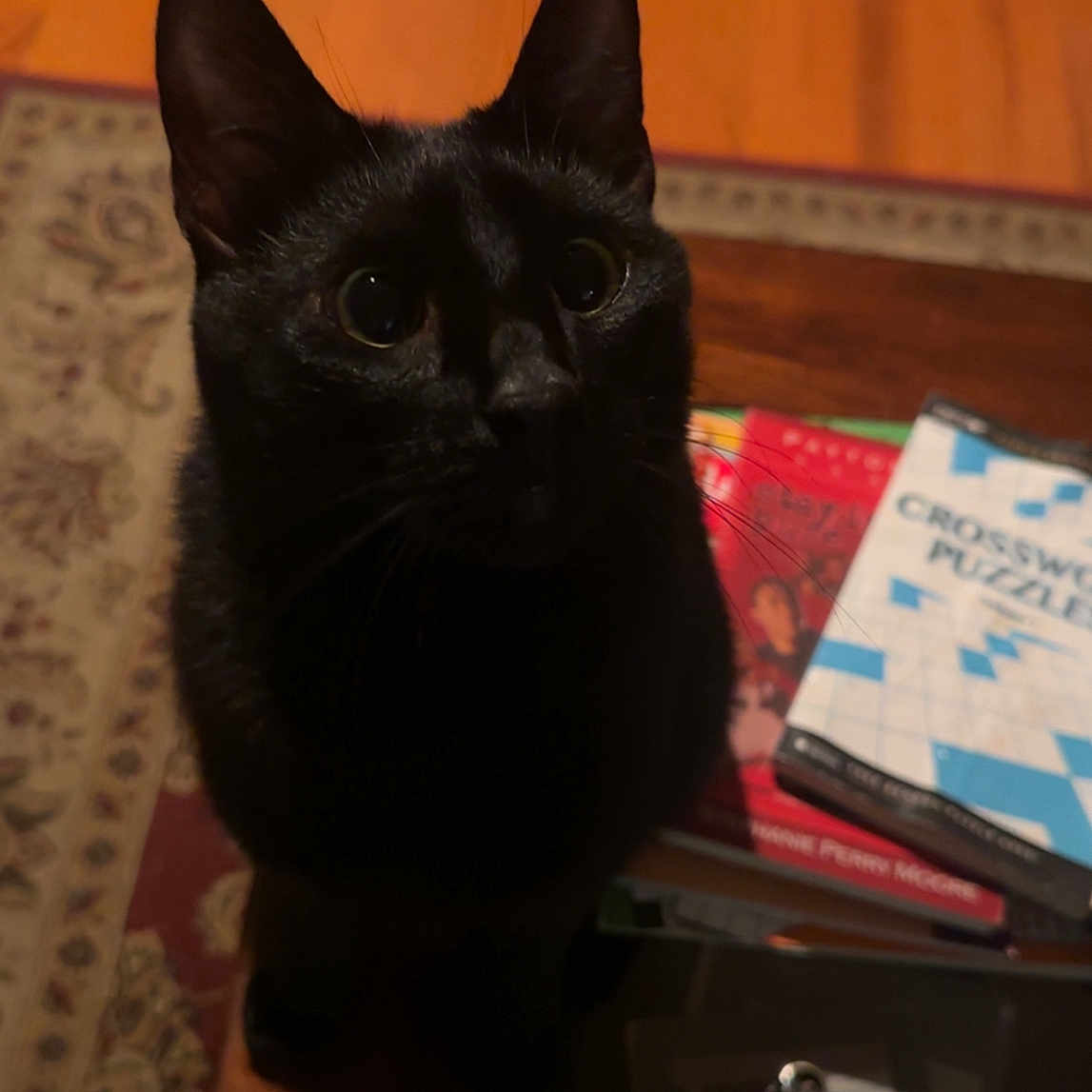 Pepper joined the competition — help win amazing prizes! black_cat, cat, pet, animal, wooden_table, books, crossword_puzzle, floor, rug, indoor, curious, looking_up, feline, whiskers, ears, eyes, shadow, home, cozy, domestic
