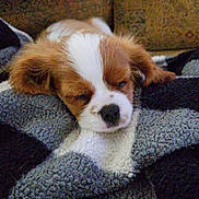 Shiloh is registered to the contest to win money with this photo: puppy, dog, sleeping, blanket, cozy, cute, fur, pet, resting, indoors, soft, brown, white, small, animal, comfort, relaxation, face, nose, ears