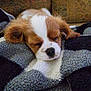 puppy, dog, sleeping, blanket, cozy, cute, fur, pet, resting, indoors, soft, brown, white, small, animal, comfort, relaxation, face, nose, ears