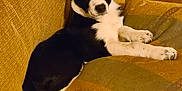 Gypsy joined the competition — help win amazing prizes! dog, black_and_white, couch, cushion, indoor, pet, relaxed, resting, fur, wooden_floor, home, furniture, animal, companion, cozy, paw, seat, living_room, domestic, cute