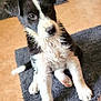 puppy, dog, black_and_white, wet_fur, sitting, gray_rug, curious, ears, floor, tile, home, pet, cute, animal, young, floppy_ears, indoor, soft, white_paws, adorable