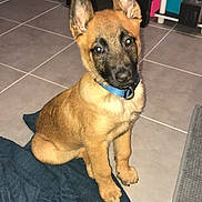 Meyko participe au concours pour gagner de l'argent avec cette photo : belgian_shepherd, belgian_shepherd_malinois, black_mouth_cur, canidae, carnivore, dog, dog_breed, fawn, german_shepherd_dog, king_shepherd, laekenois, mammal, rare_breed_dog, snout, vertebrate