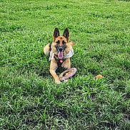 Nola is registered to the contest to win money with this photo: animal, bandana, canine, collar, daylight, dog, field, fire_hydrant, german_shepherd, grass, greenery, happy, nature, outdoor, park, pet, playful, sitting, tongue_out, toy