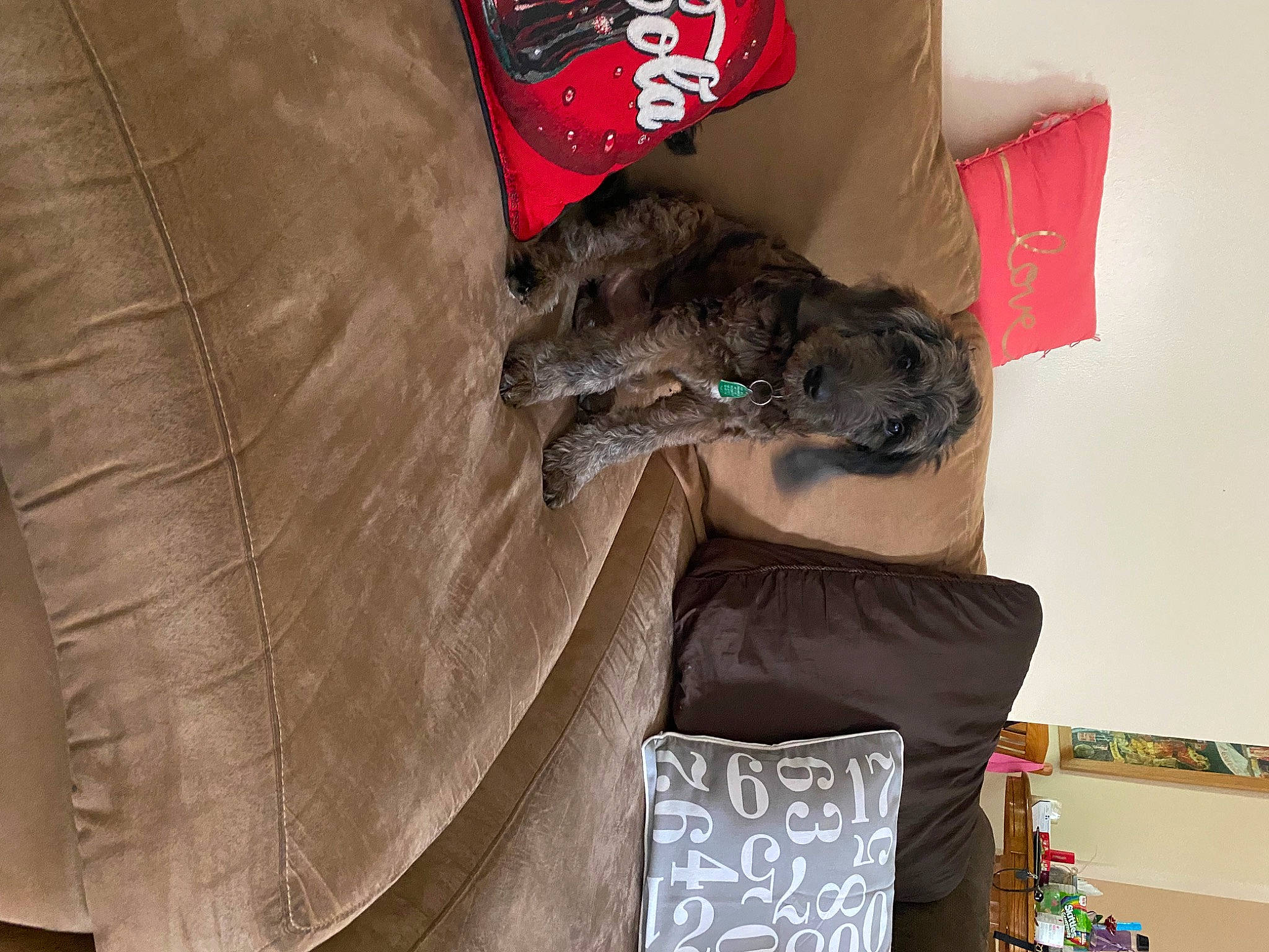 Bell joined the competition — help win amazing prizes! bag, carnivore, comfort, denim, fashion_accessory, felidae, fur, linens, packing_materials, pattern, room, sleeve