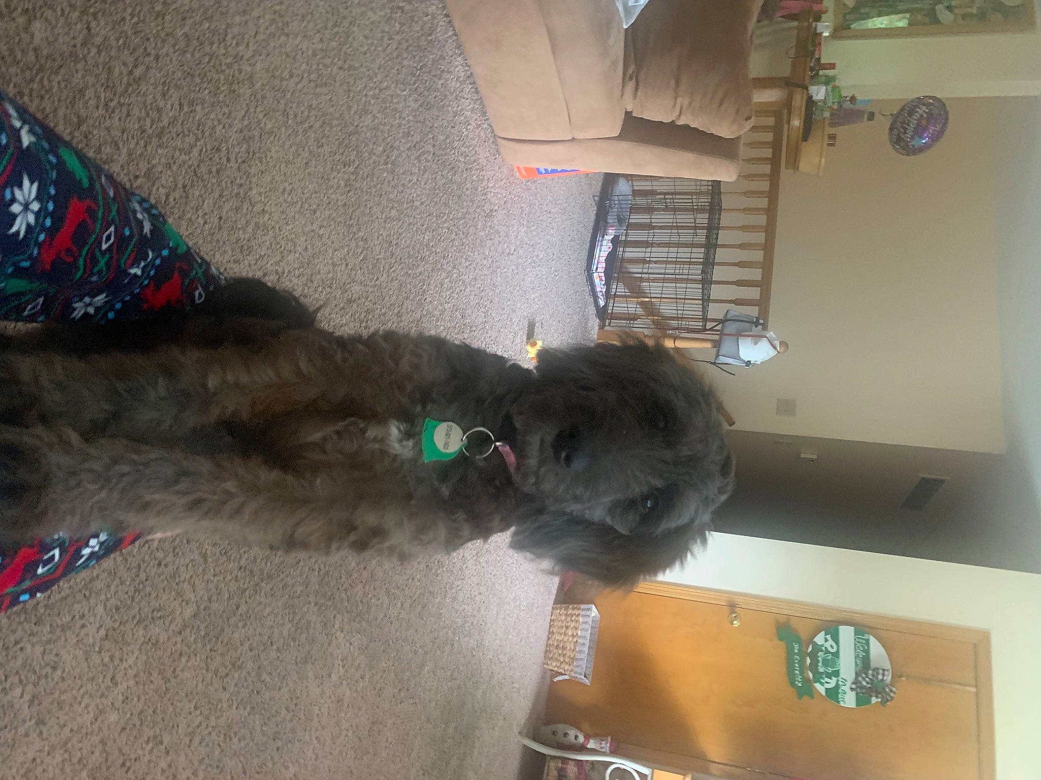 Bell is registered to the contest to win money with this photo: carnivore, collar, companion_dog, dog, dog_breed, dog_supply, flooring, fur, human_leg, pet_supply, sporting_group, tail, water_dog, working_animal