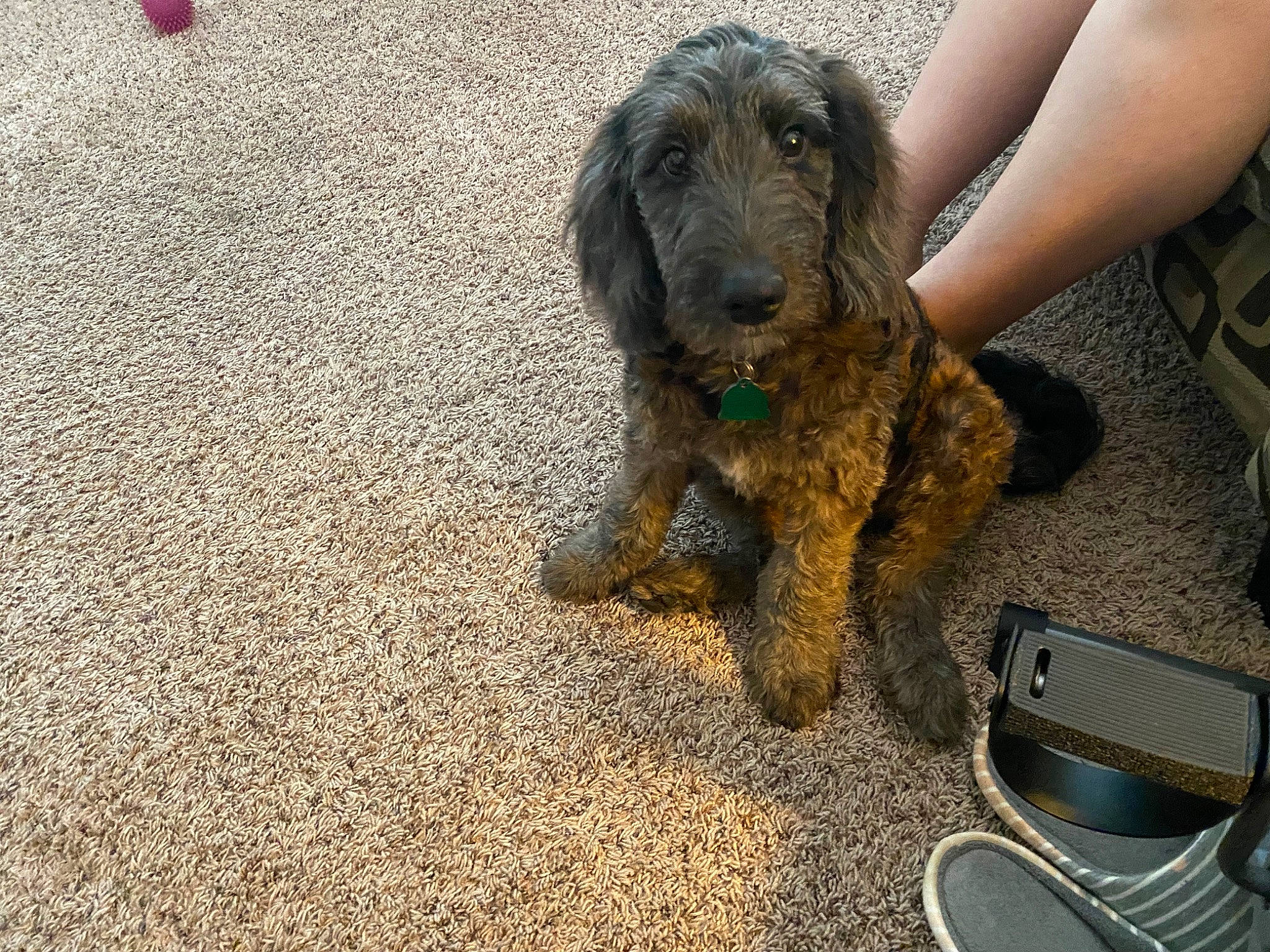 Bell joined the competition — help win amazing prizes! carnivore, companion_dog, dog, dog_breed, fur, hunting_dog, liver, soil, sporting_group, stichelhaar, terrestrial_animal, terrier, water_dog, working_animal, working_dog