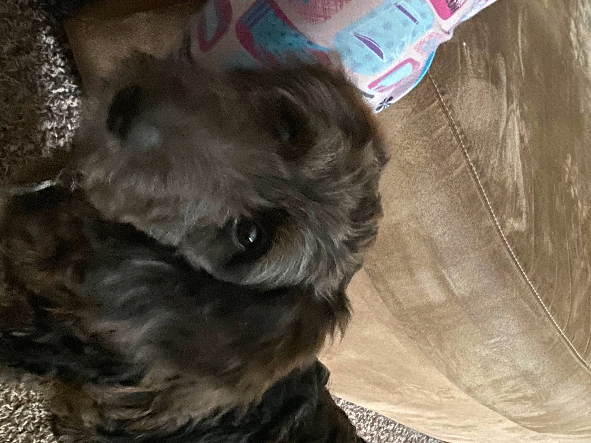 Bell joined the competition — help win amazing prizes! canidae, carnivore, companion_dog, dog, dog_breed, dog_collar, dog_supply, fawn, fur, liver, maltepoo, plastic_bag, small_terrier, sporting_group, tail, terrier, toy_dog, whiskers, wood, working_animal