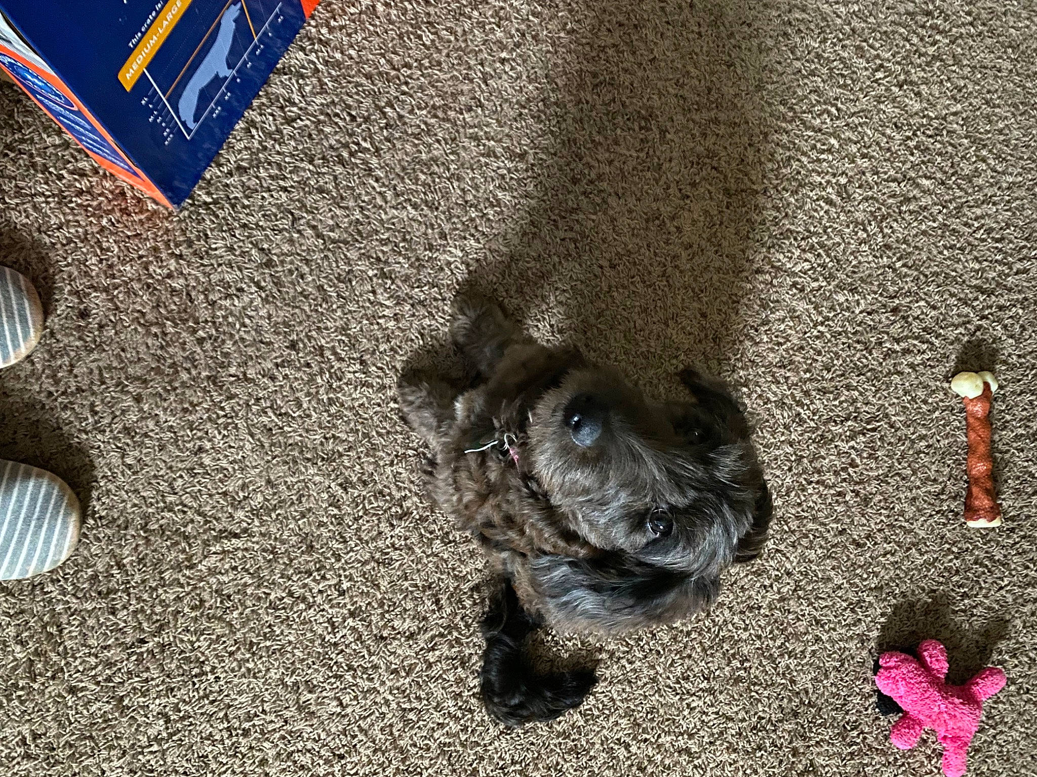 Bell joined the competition — help win amazing prizes! asphalt, automotive_tire, carmine, felidae, flooring, foot, fur, grass, grey, human_leg, leg, paw, road, road_surface, shadow, sidewalk, snout, soil, tail, whiskers