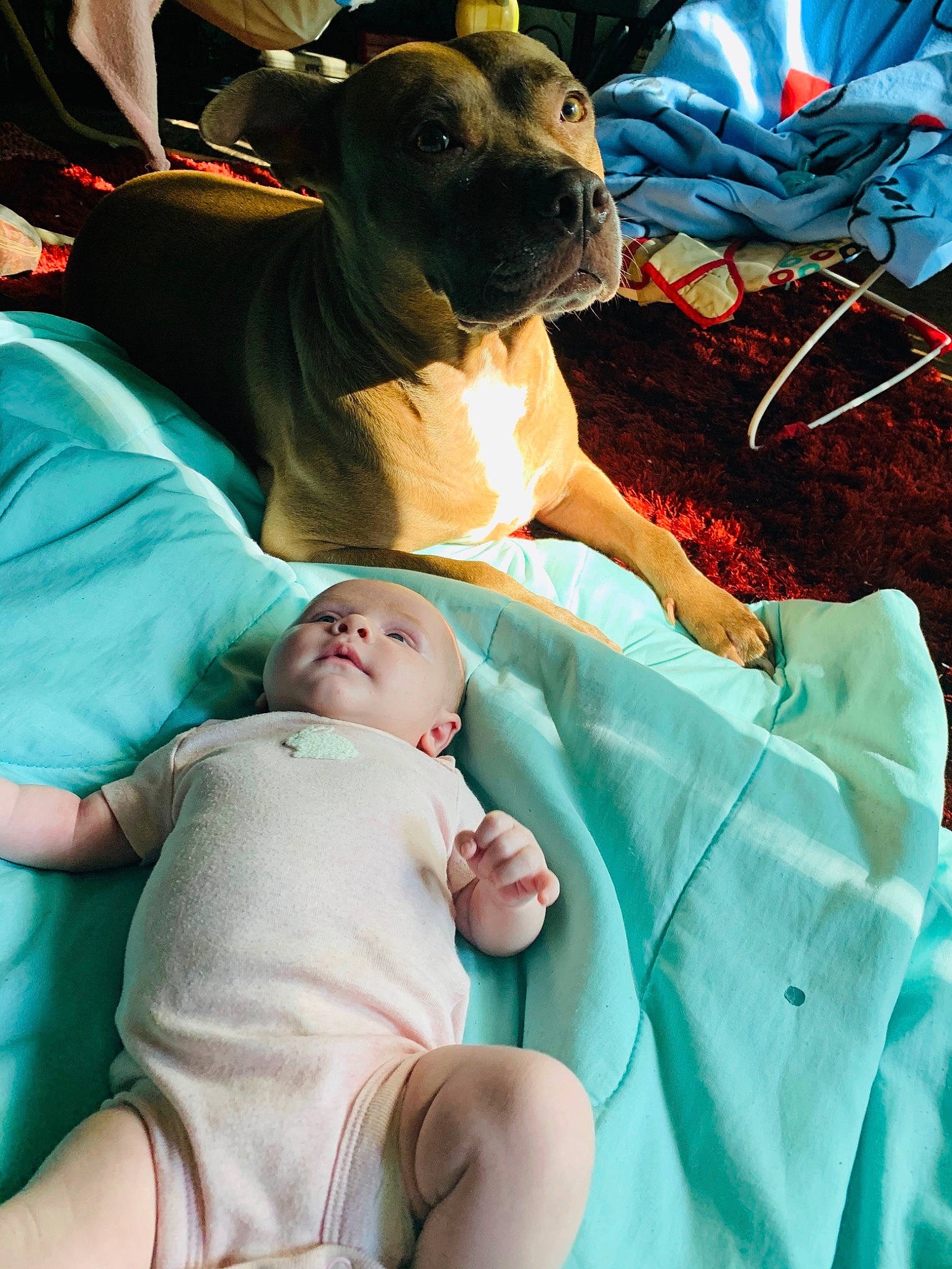 Lillian joined the competition — help win amazing prizes! abdomen, baby, blue, canidae, child, comfort, companion_dog, dog, dog_breed, event, fawn, fur, green, guard_dog, hat, linens, medical_procedure, person, room, toddler