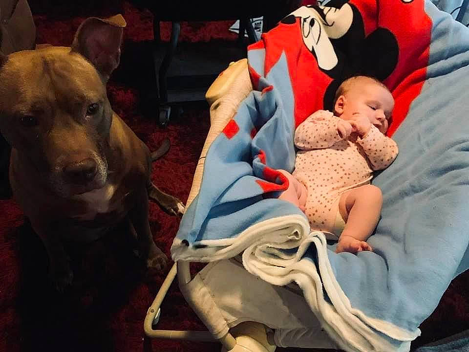 Lillian joined the competition — help win amazing prizes! baby, baby_carriage, baby_products, baby_sleeping, baby_toddler_clothing, carmine, carnivore, child, comfort, companion_dog, dog, dog_breed, dog_supply, event, guard_dog, hat, lap, person, sitting, toddler