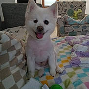 Sidney is registered to the contest to win money with this photo: armchair, blanket, cozy, cushion, dog, domestic_animal, fur, happy, home, indoor, living_room, patterned_furniture, pet, sitting, small_dog, smiling, tongue_out, toy, white_dog, window