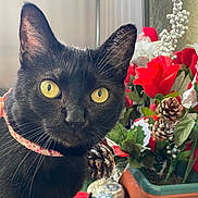 Tito is registered to the contest to win money with this photo: animal_portrait, black_cat, cat_collar, close_up, curious, decor, domestic_cat, feline, flower_arrangement, green_leaves, houseplant, indoor, natural_light, pet, pinecones, plant_pot, red_flowers, still_life, whiskers, yellow_eyes