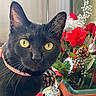 animal_portrait, black_cat, cat_collar, close_up, curious, decor, domestic_cat, feline, flower_arrangement, green_leaves, houseplant, indoor, natural_light, pet, pinecones, plant_pot, red_flowers, still_life, whiskers, yellow_eyes