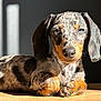 dog, puppy, dachshund, dappled_coat, sunlight, indoor, floor, pet, animal, cute, relaxed, portrait, long_ears, brown, black, orange, fur, laying_down, close_up, domestic