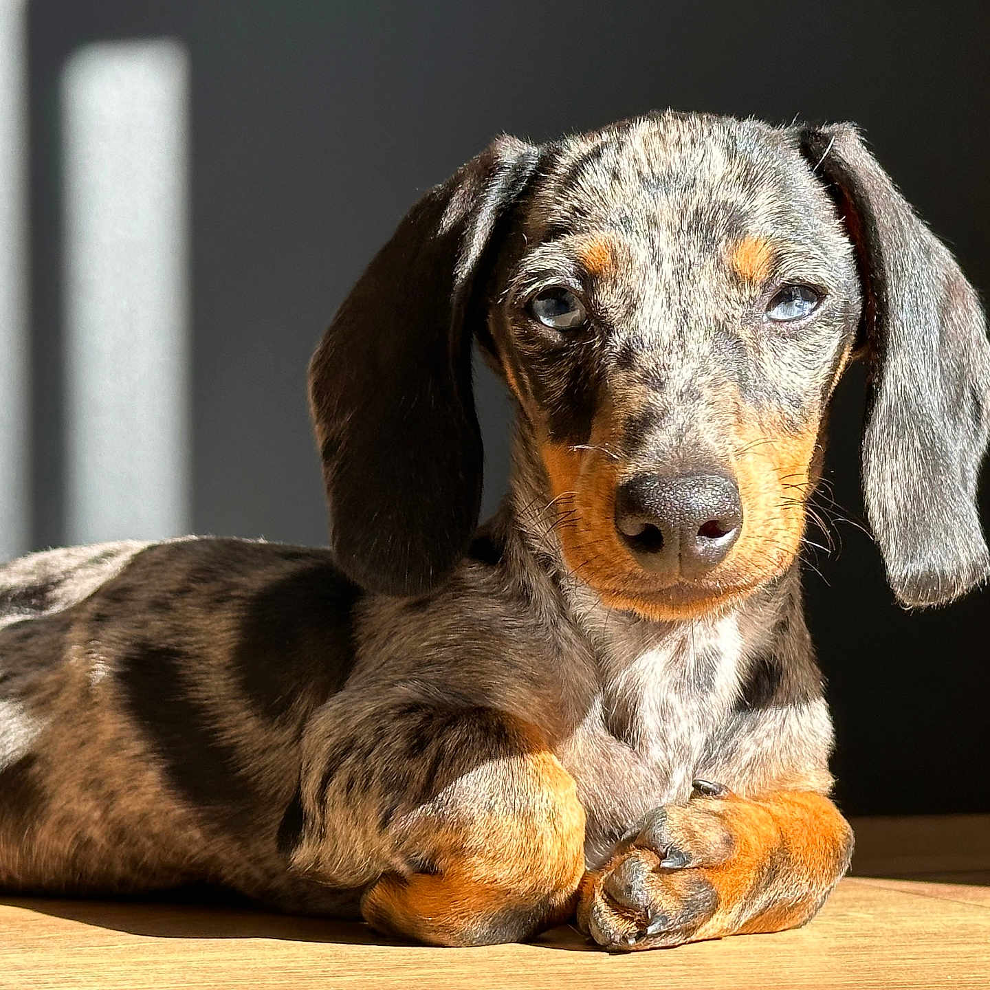 Milo participe au concours pour gagner de l'argent avec cette photo : animal, black, brown, close_up, cute, dachshund, dappled_coat, dog, domestic, floor, fur, indoor, laying_down, long_ears, orange, pet, portrait, puppy, relaxed, sunlight