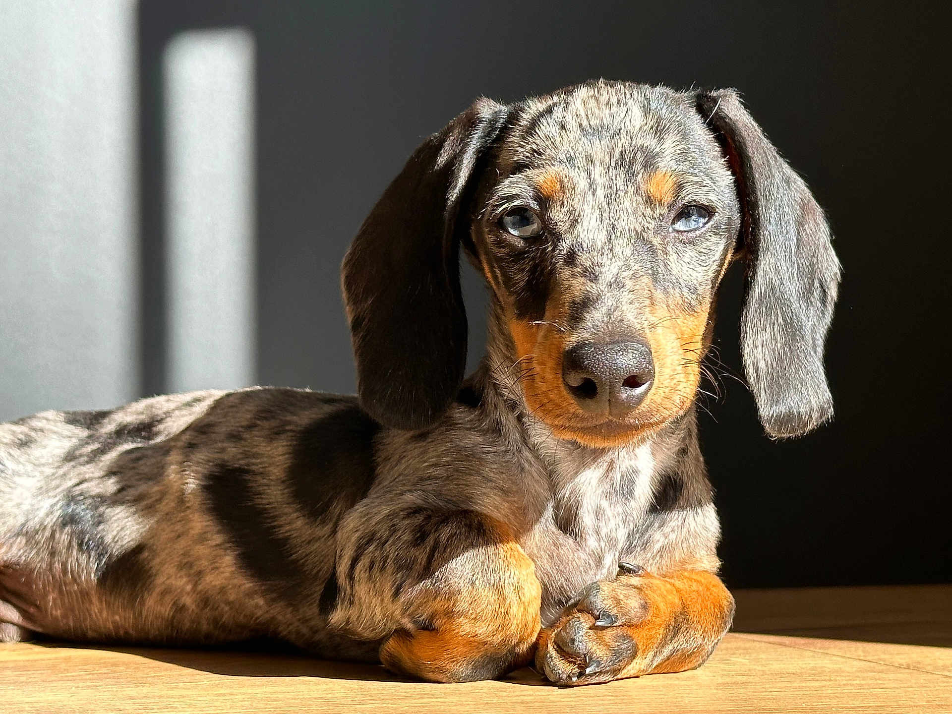 Milo participe au concours pour gagner de l'argent avec cette photo : dog, puppy, dachshund, dappled_coat, sunlight, indoor, floor, pet, animal, cute, relaxed, portrait, long_ears, brown, black, orange, fur, laying_down, close_up, domestic