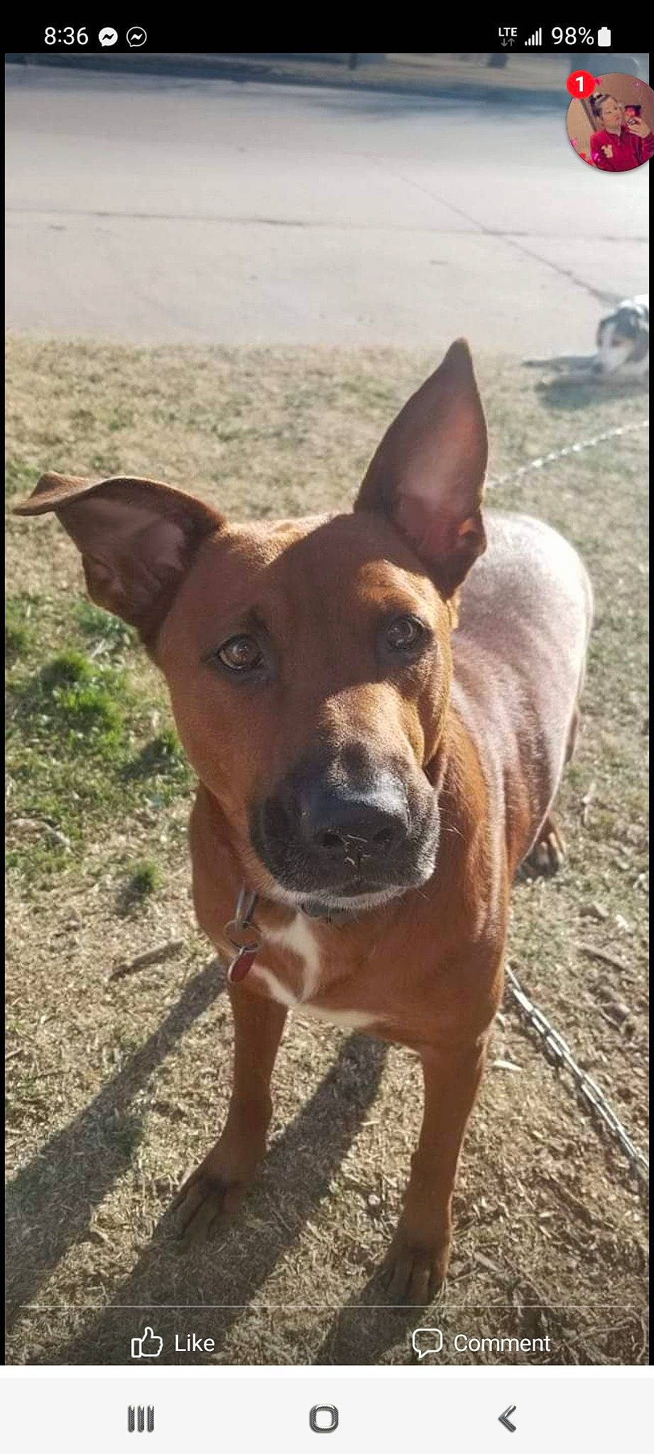 Ace joined the competition — help win amazing prizes! ancient_dog_breeds, canidae, carnivore, collar, companion_dog, dog, dog_breed, dog_collar, ear, fawn, hunting_dog, liver, non_sporting_group, plant, sporting_group, terrestrial_animal, whiskers, wood, working_animal, working_dog