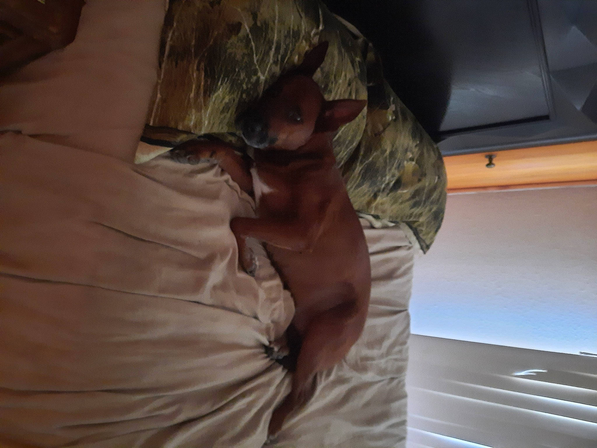 Ace is registered to the contest to win money with this photo: automotive_exterior, bed, bedding, bedroom, ceiling, comfort, duvet, elbow, family_car, gesture, hardwood, human_leg, linens, personal_luxury_car, room, textile, tints_and_shades, vehicle_door, windshield, wood