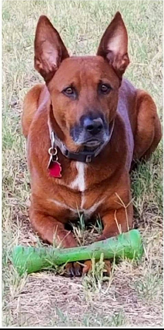 Ace joined the competition — help win amazing prizes! ancient_dog_breeds, canidae, carnivore, collar, companion_dog, dog, dog_breed, dog_collar, dog_supply, grass, liver, non_sporting_group, plant, rectangle, whiskers, working_dog