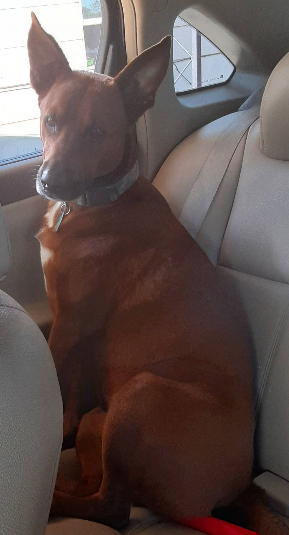 Ace is registered to the contest to win money with this photo: canidae, car, car_seat, car_seat_cover, carnivore, comfort, companion_dog, dog, dog_breed, fawn, fixture, liver, personal_luxury_car, snout, sporting_group, steering_wheel, vehicle, vehicle_door, window, working_animal