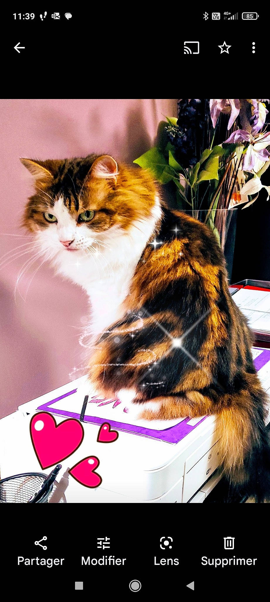 Chanel a rejoint le concours — aidez-le/la à gagner de superbes lots ! carnivore, cat, domestic_short_haired_cat, event, felidae, fur, grass, magenta, mammal, photo_caption, plant, small_to_medium_sized_cats, tail, tree, vertebrate, whiskers