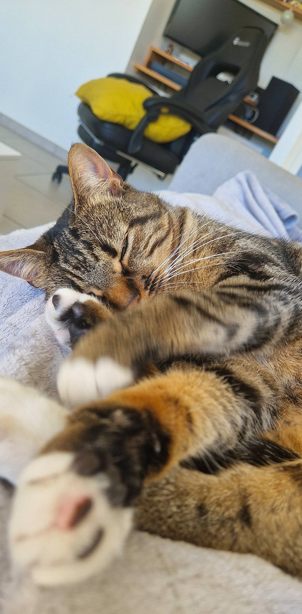 Maya participe au concours pour gagner de l'argent avec cette photo : carnivore, cat, claw, comfort, computer_keyboard, domestic_short_haired_cat, fawn, felidae, fur, natural_material, paw, room, small_to_medium_sized_cats, snout, terrestrial_animal, whiskers, wildlife, wood